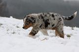 BERGER AUSTRALIEN PUPPIES 542